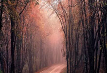 曾效力金州勇士！杰斯父亲杰森-理查德森现场观战为儿子加油10033.